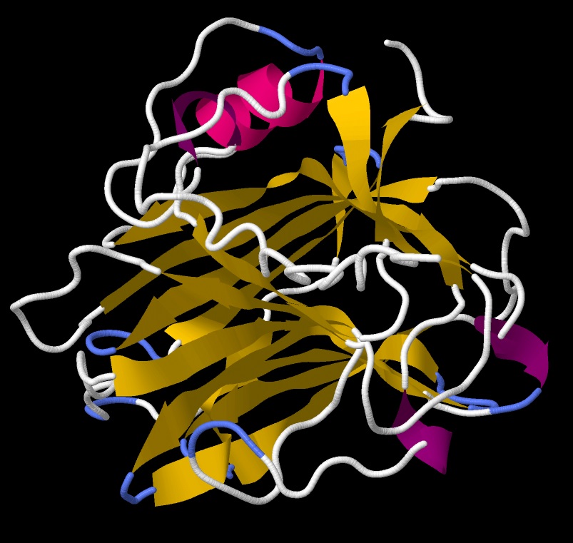 Human C-reactive protein (CRP) structure - Cartoon view 01 in .jpeg format