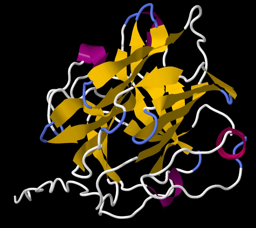 Human C-reactive protein (CRP) structure - Cartoon view 02 in .jpeg format