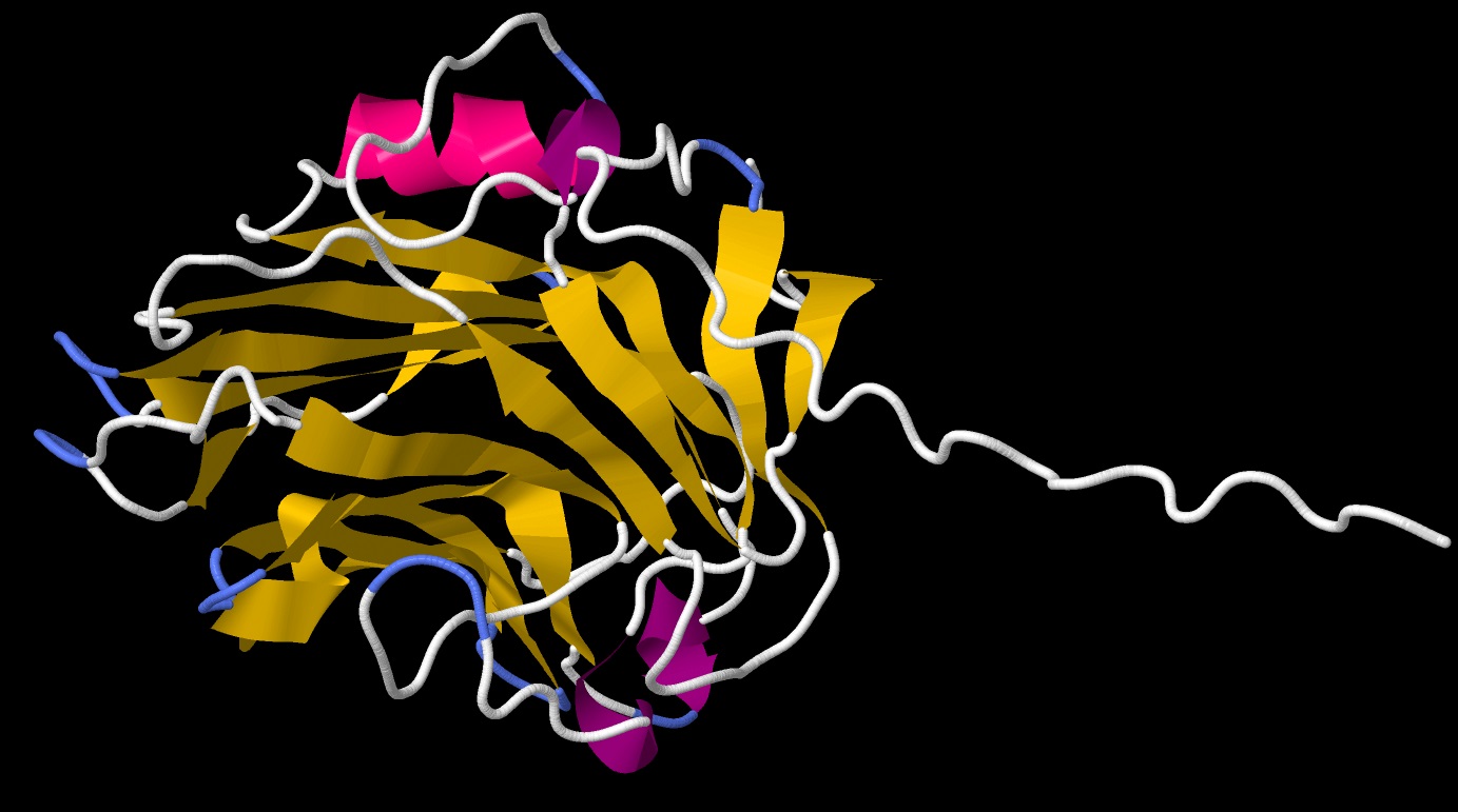 Human C-reactive protein (CRP) structure - Cartoon view 03 in .jpeg format