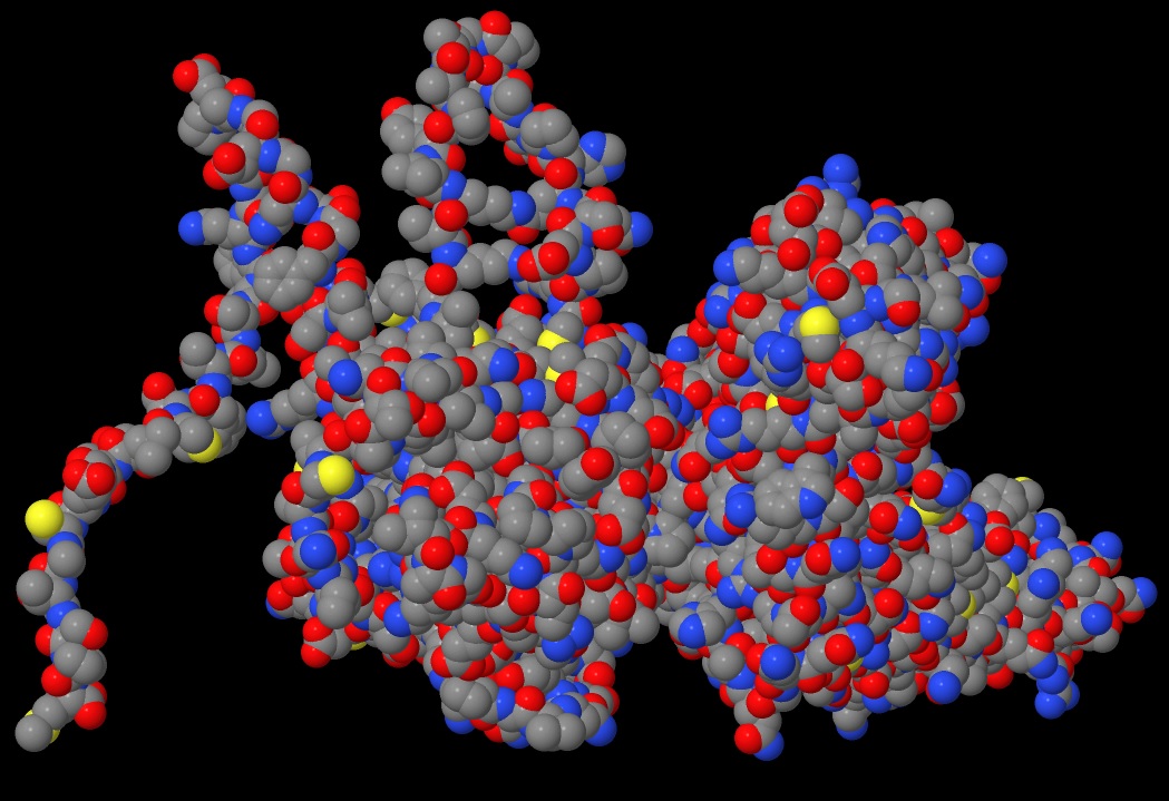 Human STAT3 protein structure - Spacefill view 01 in .jpeg format