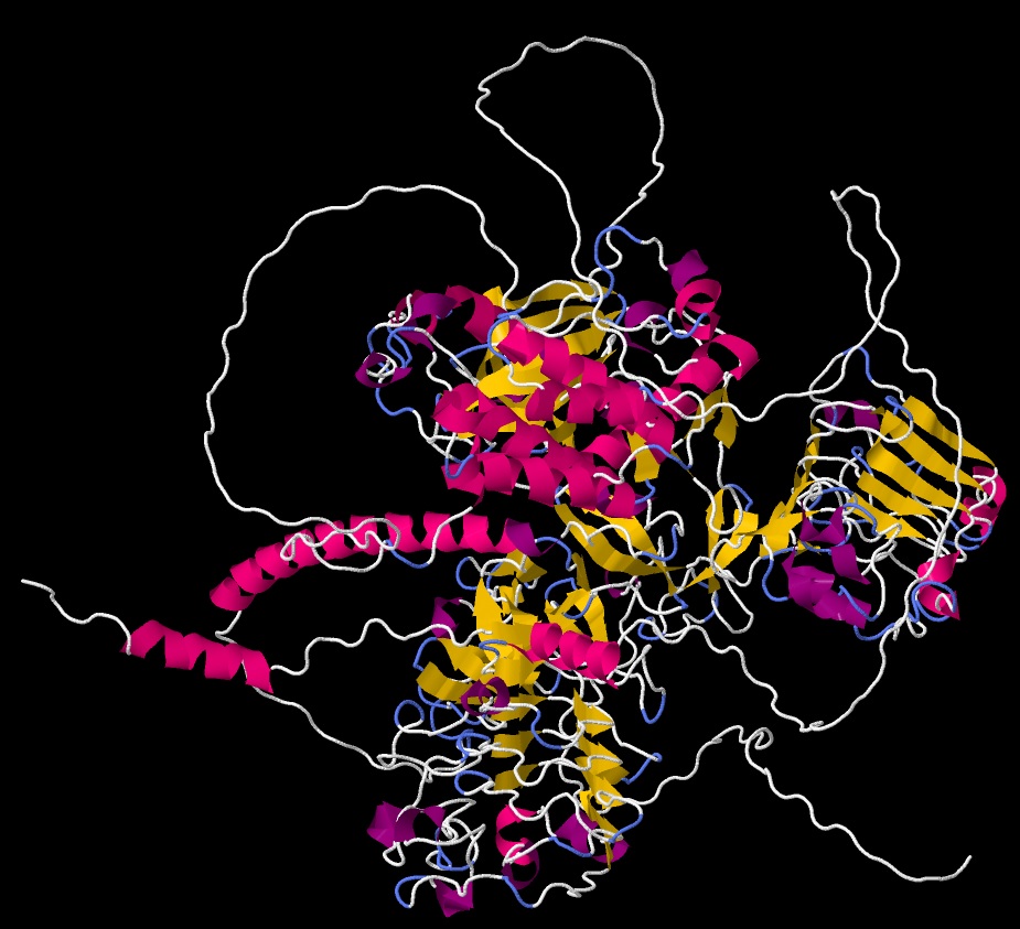 Human epidermal growth factor receptor (EGFR) protein structure - Cartoon view 01 in .jpeg format