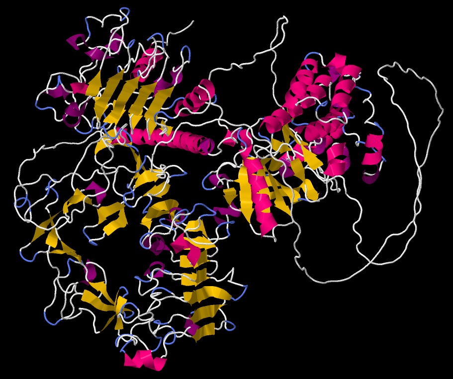 Human epidermal growth factor receptor (EGFR) protein structure - Cartoon view 03 in .jpeg format