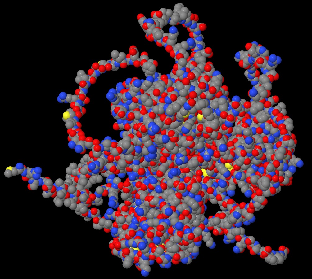 Human epidermal growth factor receptor (EGFR) protein structure - Spacefill view 01 in .jpeg format
