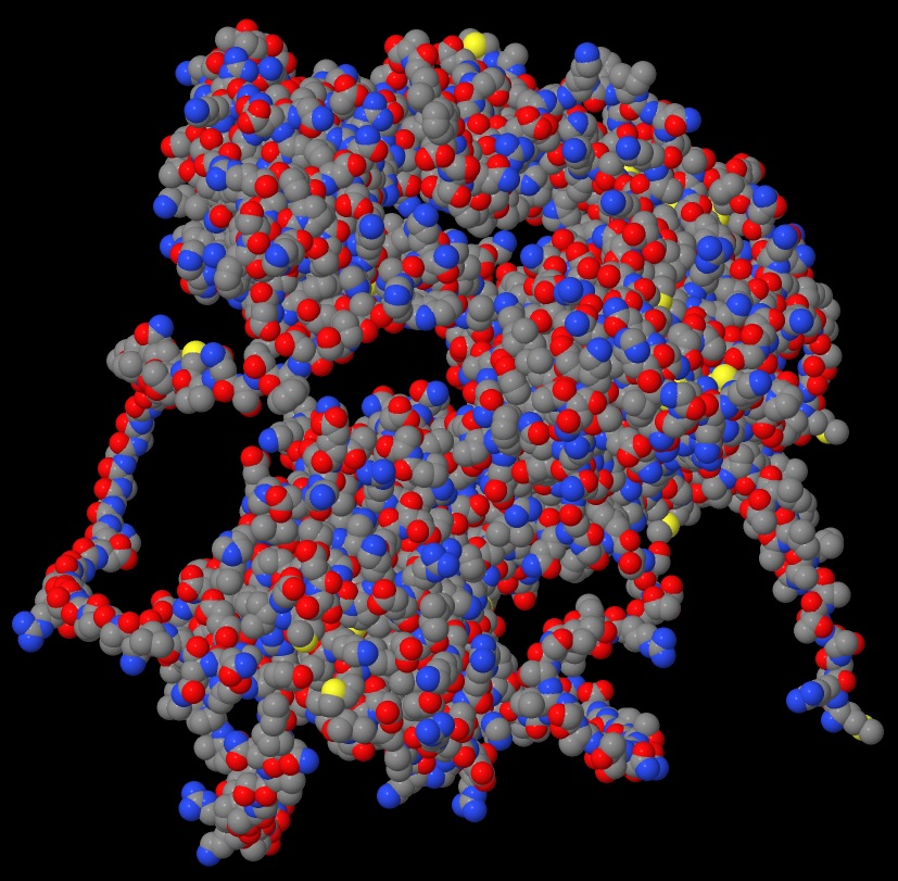 Human epidermal growth factor receptor (EGFR) protein structure - Spacefill view 02 in .jpeg format